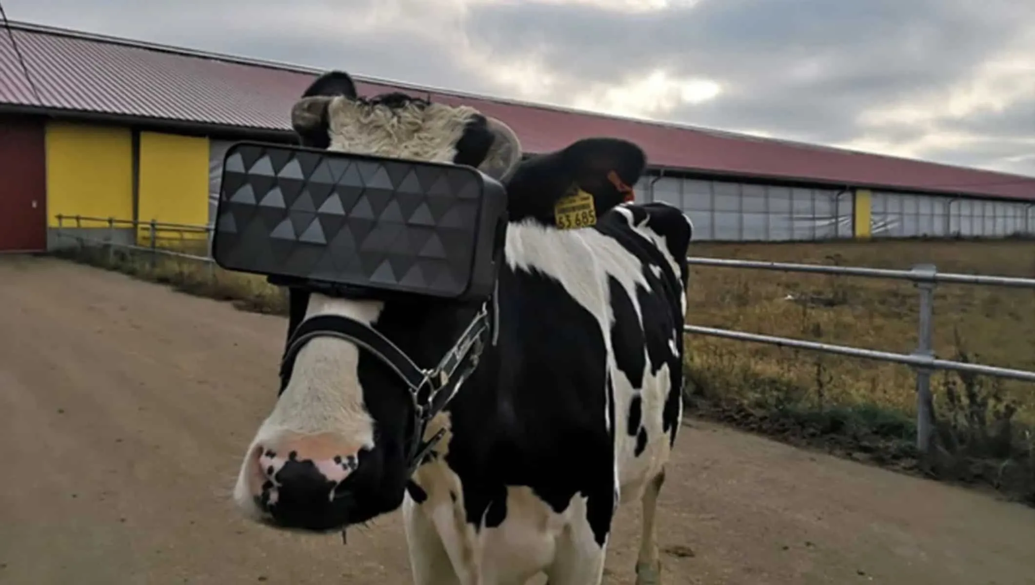 Шлемы виртуальной реальности для коров, застрявших зимой в помещении