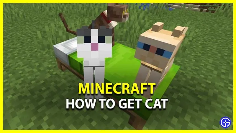 Minecraft: как получить кошку (руководство по приручению)